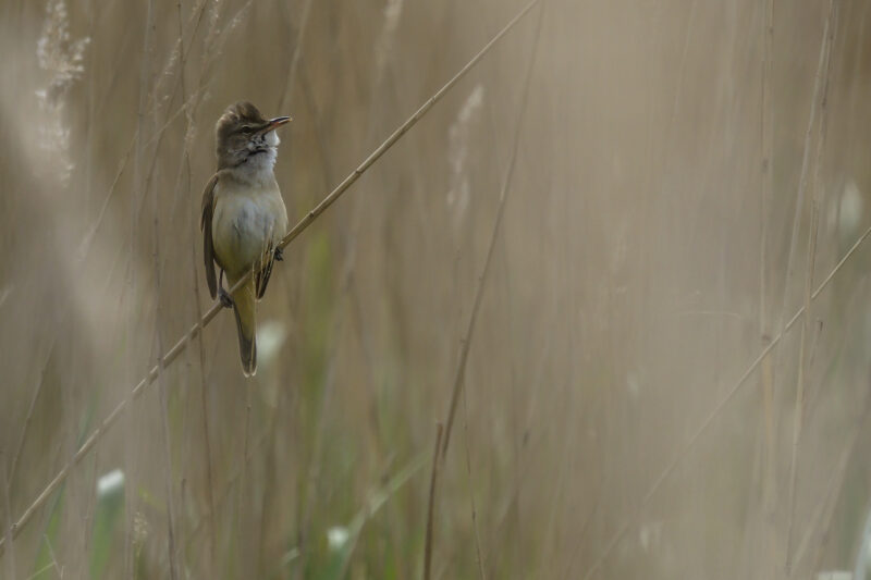 Rousserolle turdoïde